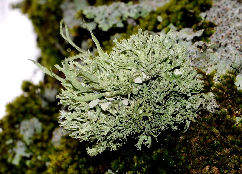 Licheni di Vallombrosa